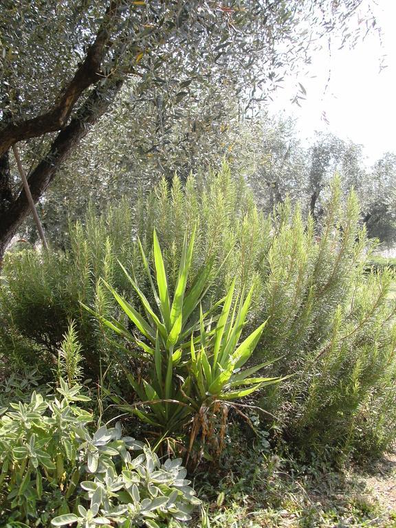 B&B Agli Ulivi Manerba del Garda Exterior foto